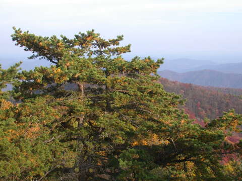 Image of Hickory Pine