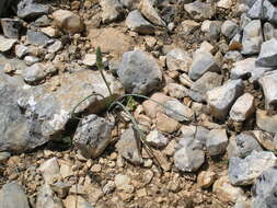 Слика од Ornithogalum pyrenaicum L.