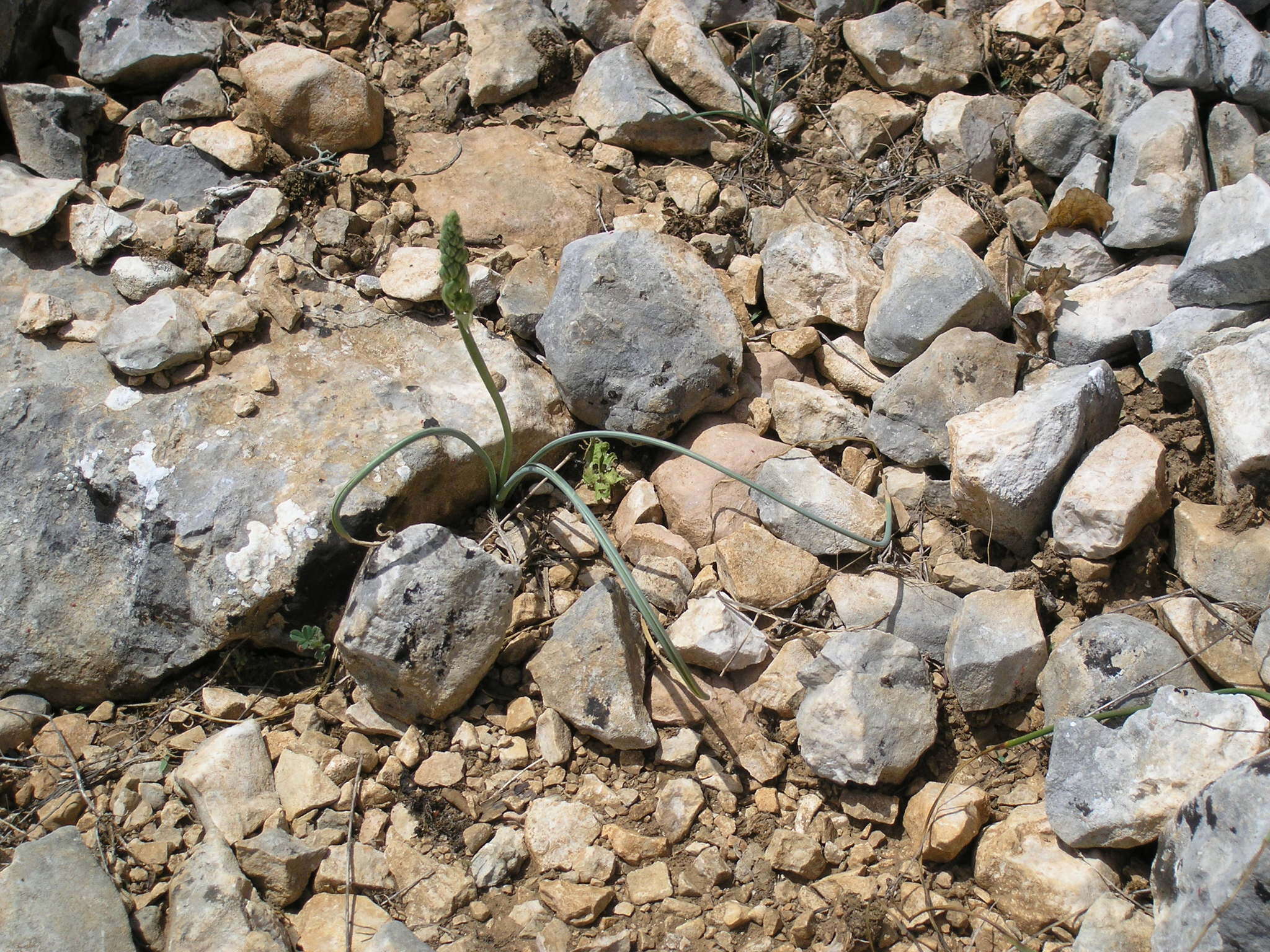 Слика од Ornithogalum pyrenaicum L.