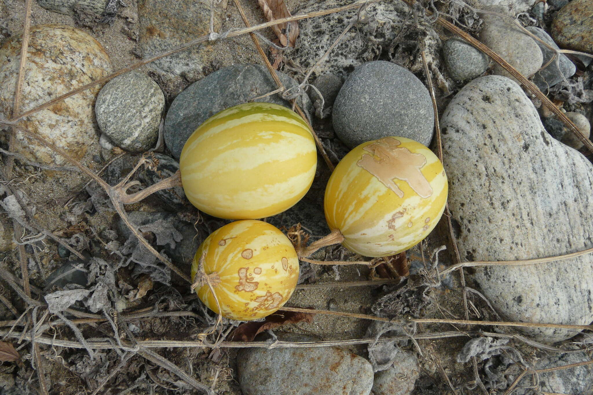 Cucurbita argyrosperma K. Koch resmi