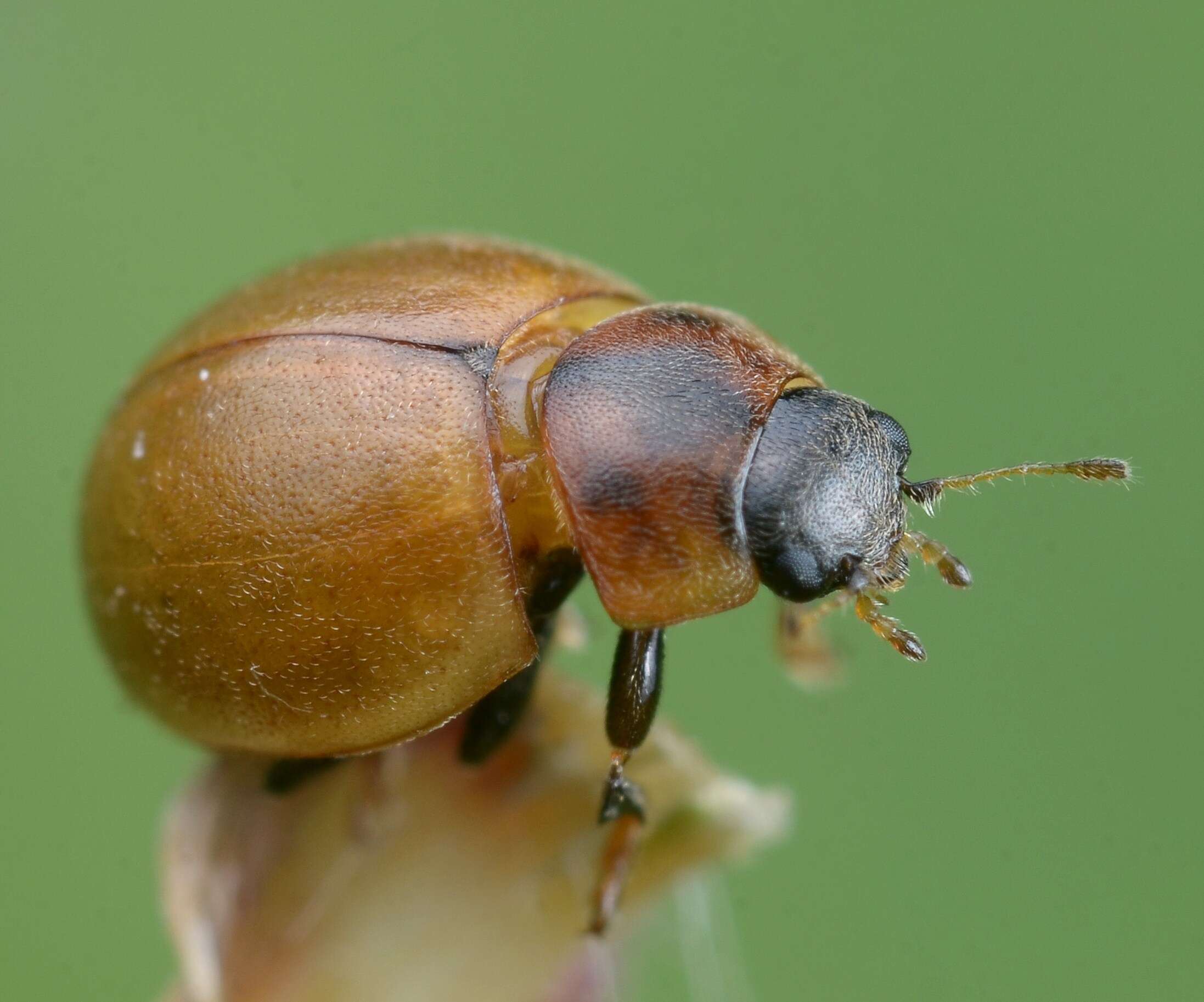 صورة Cynegetis impunctata