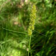 Image of Brown fox sedge