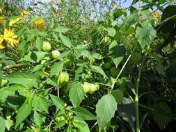 Image of Wild gooseberry