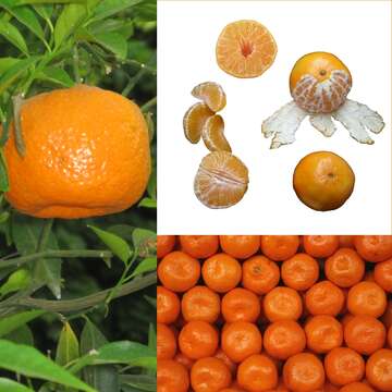 Image of Citrus reticulata