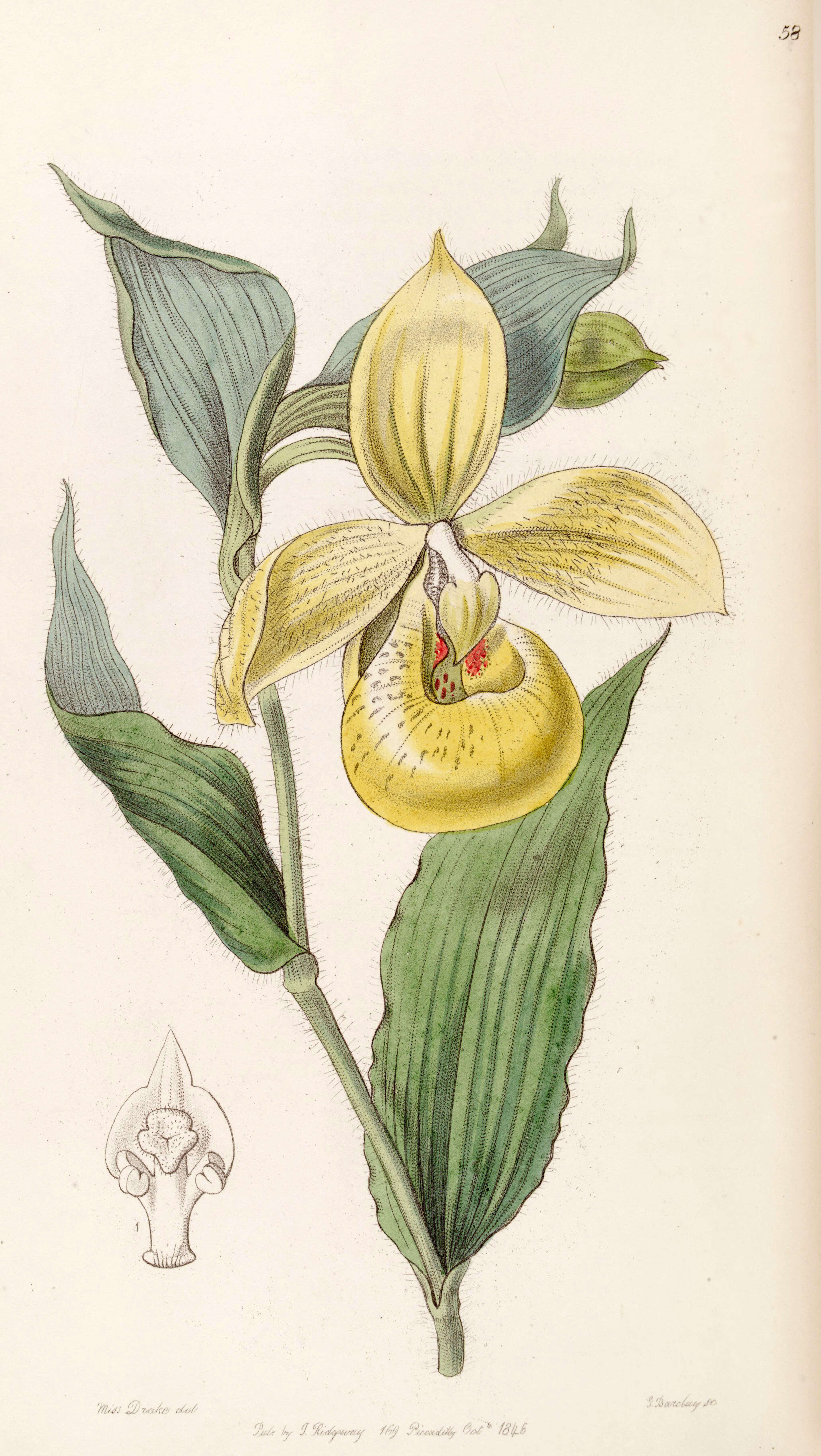 Image of Irapeao Cypripedium