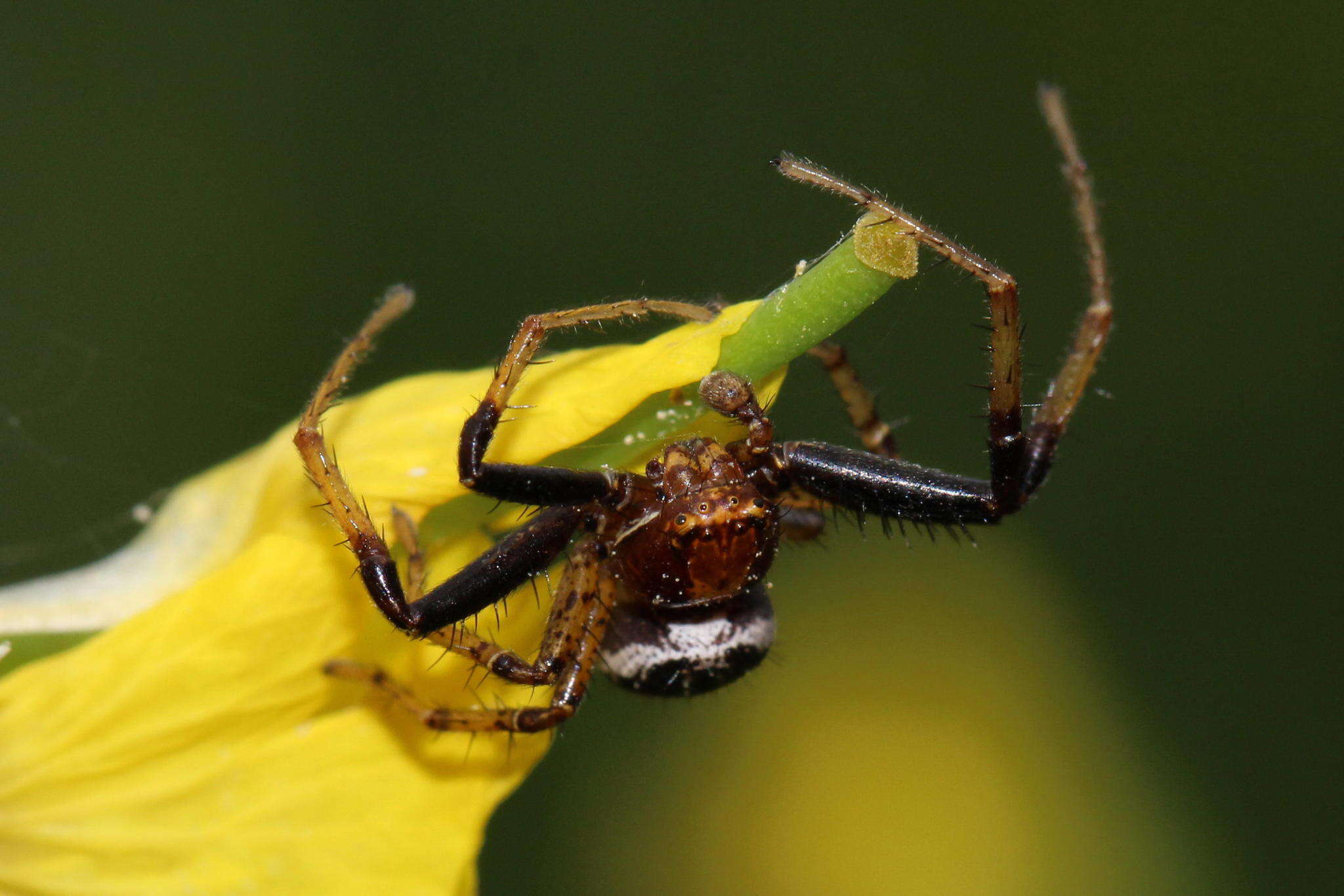 Sivun Xysticus lanio C. L. Koch 1835 kuva