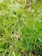 Image of Lilium martagon var. pilosiusculum Freyn