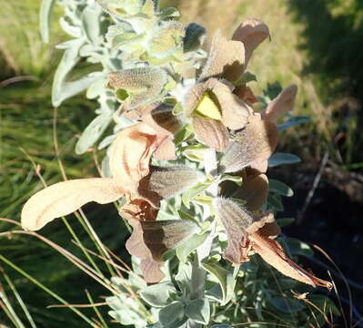 Salvia aurea L. resmi