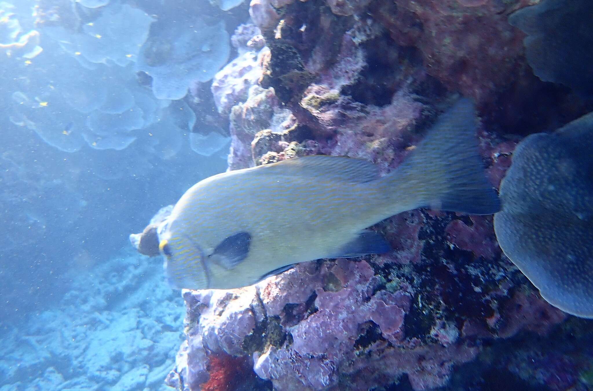 Image of Lemon sweetlips