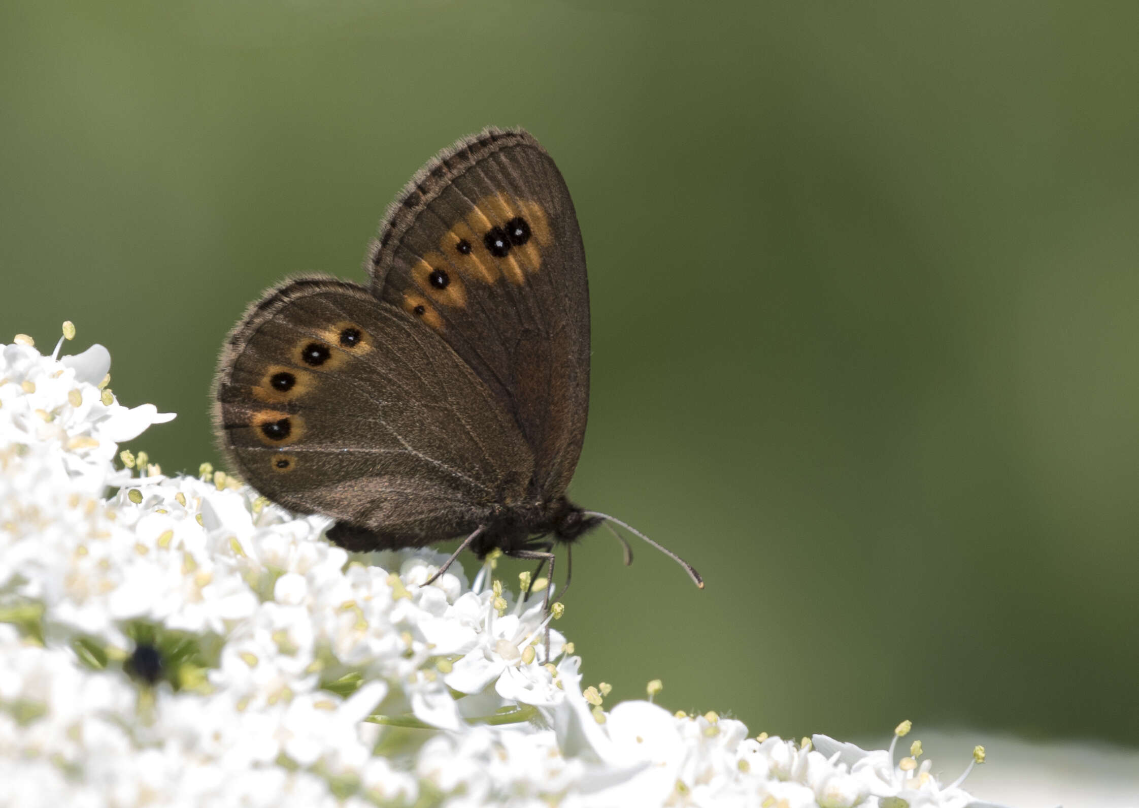 Image of woodland ringlet