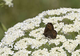 Image of woodland ringlet