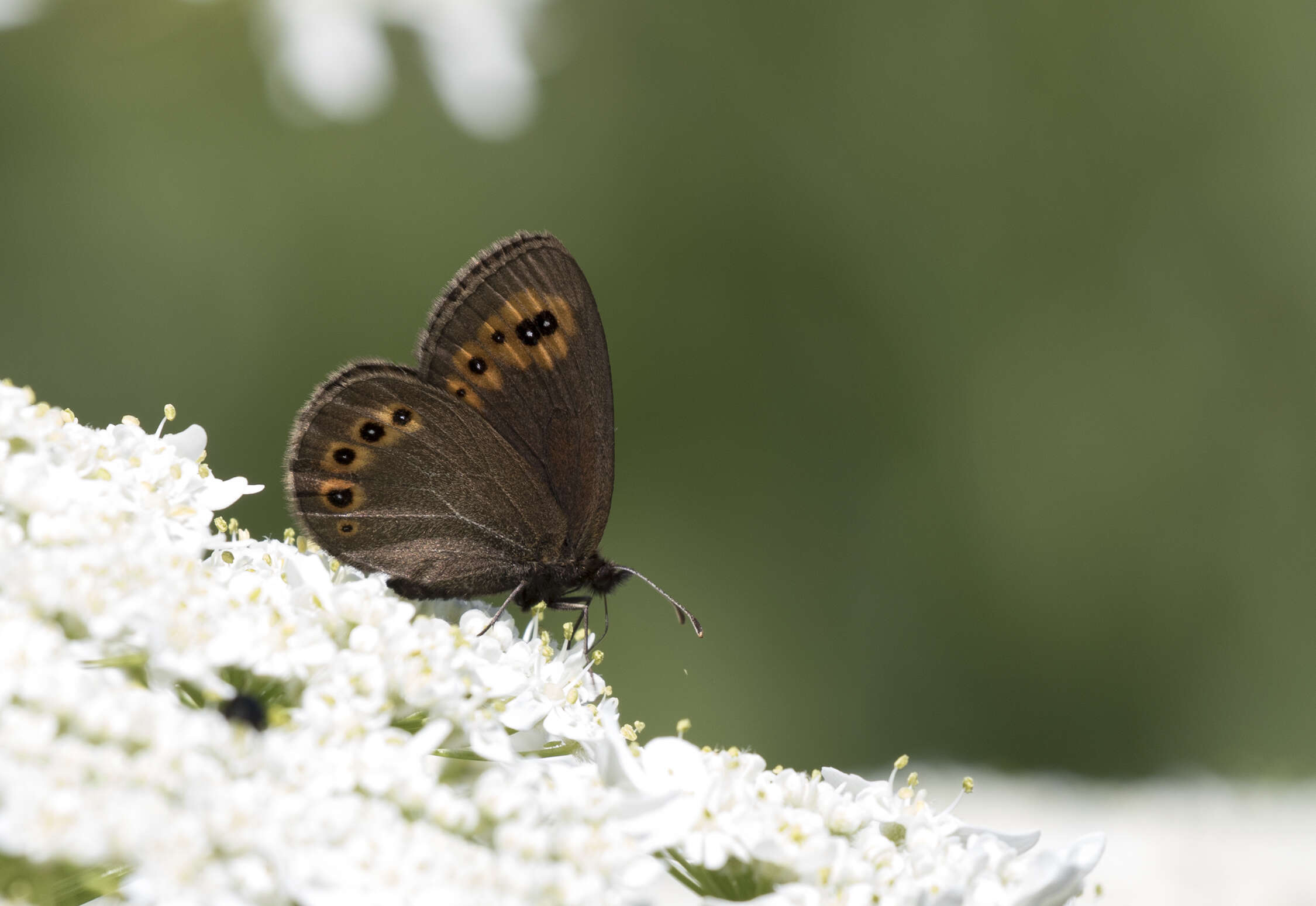 Image of woodland ringlet