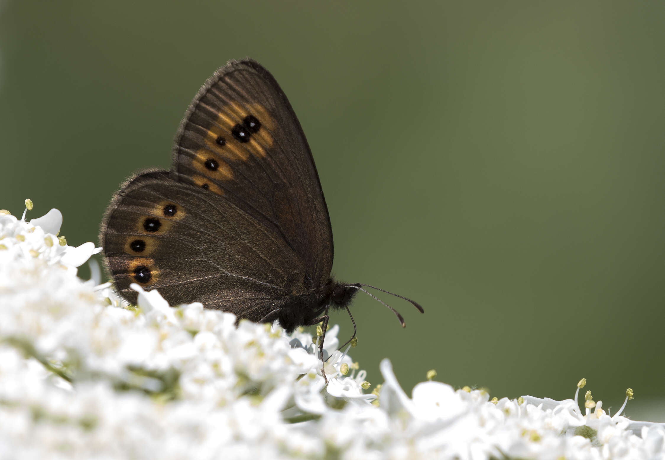 Image of woodland ringlet