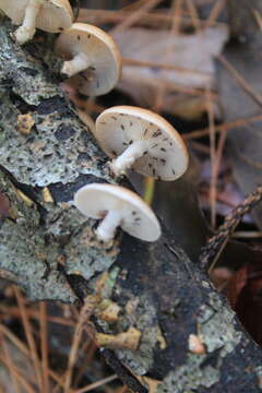 Image de Lentinula boryana (Berk. & Mont.) Pegler 1976