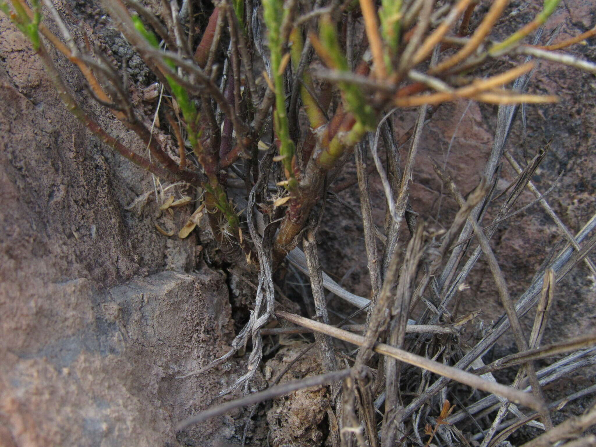 Image of Polygala spinescens Gill.