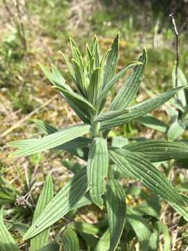 Image of soft-hair marbleseed