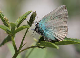 Plancia ëd Callophrys rubi (Linnaeus 1758)