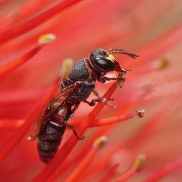 Image of Hylaeus heraldicus (Smith 1853)