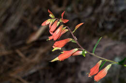 Слика од Castilleja ortegae Standley