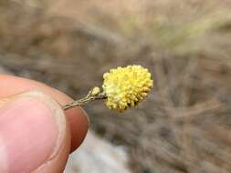 Calocephalus citreus Less. resmi