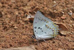 Image of Polyura delphis Doubleday 1843