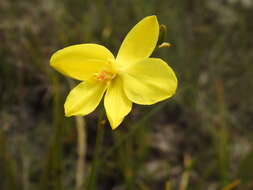 Image of Duckeella pauciflora Garay