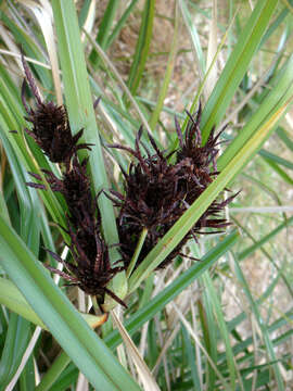 Image of Bauerago gardneri (McKenzie & Vánky) Vánky 1999