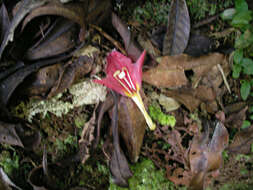 Image de Columnea nicaraguensis Oerst.