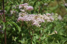 Image of hemp agrimony