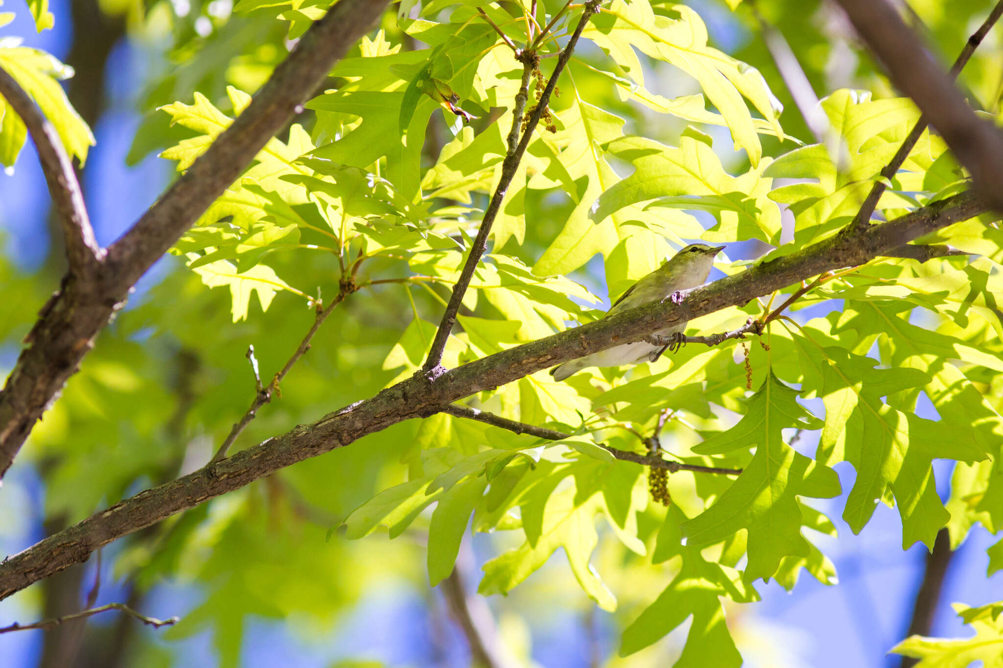 Image of Tennessee Warbler