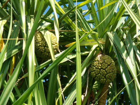 Image of Pandanus odorifer (Forssk.) Kuntze