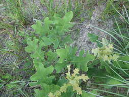 Image of Delta Post Oak