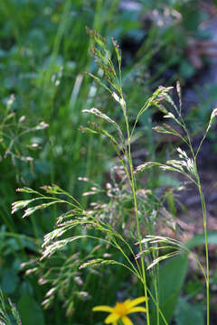 Image of Tufted Hair-grass