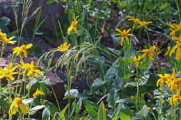 Image of Tufted Hair-grass