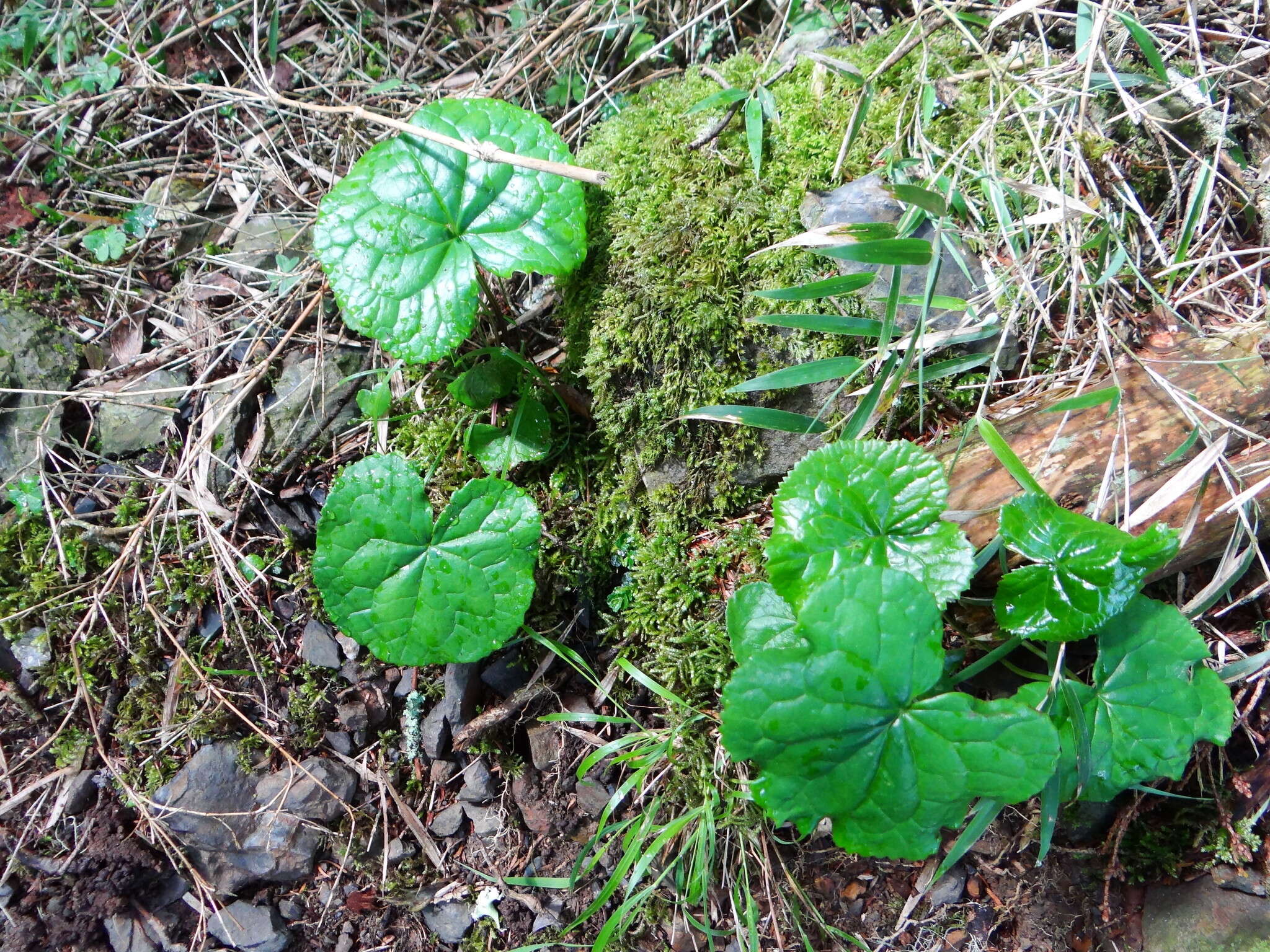 Image of Ligularia kojimae Kitam.