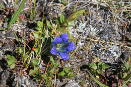 Image of Bog Gentian