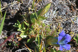 Image of Bog Gentian