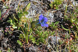 Image of Bog Gentian