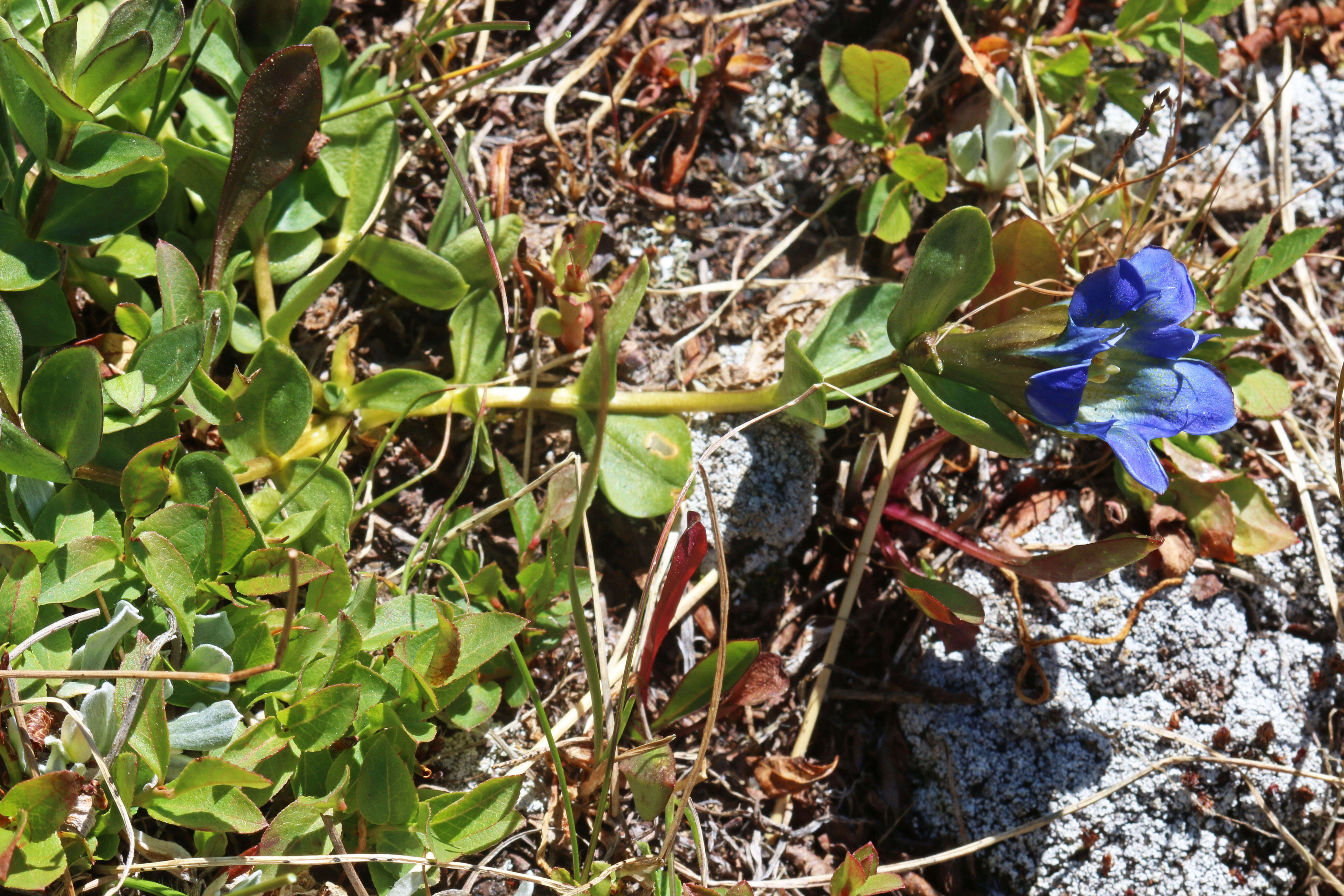 Image of Bog Gentian