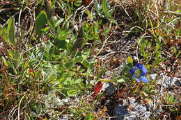 Image of Bog Gentian