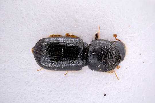 Image of Bark beetle