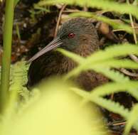 Plancia ëd Rallus madagascariensis Verreaux & J 1833