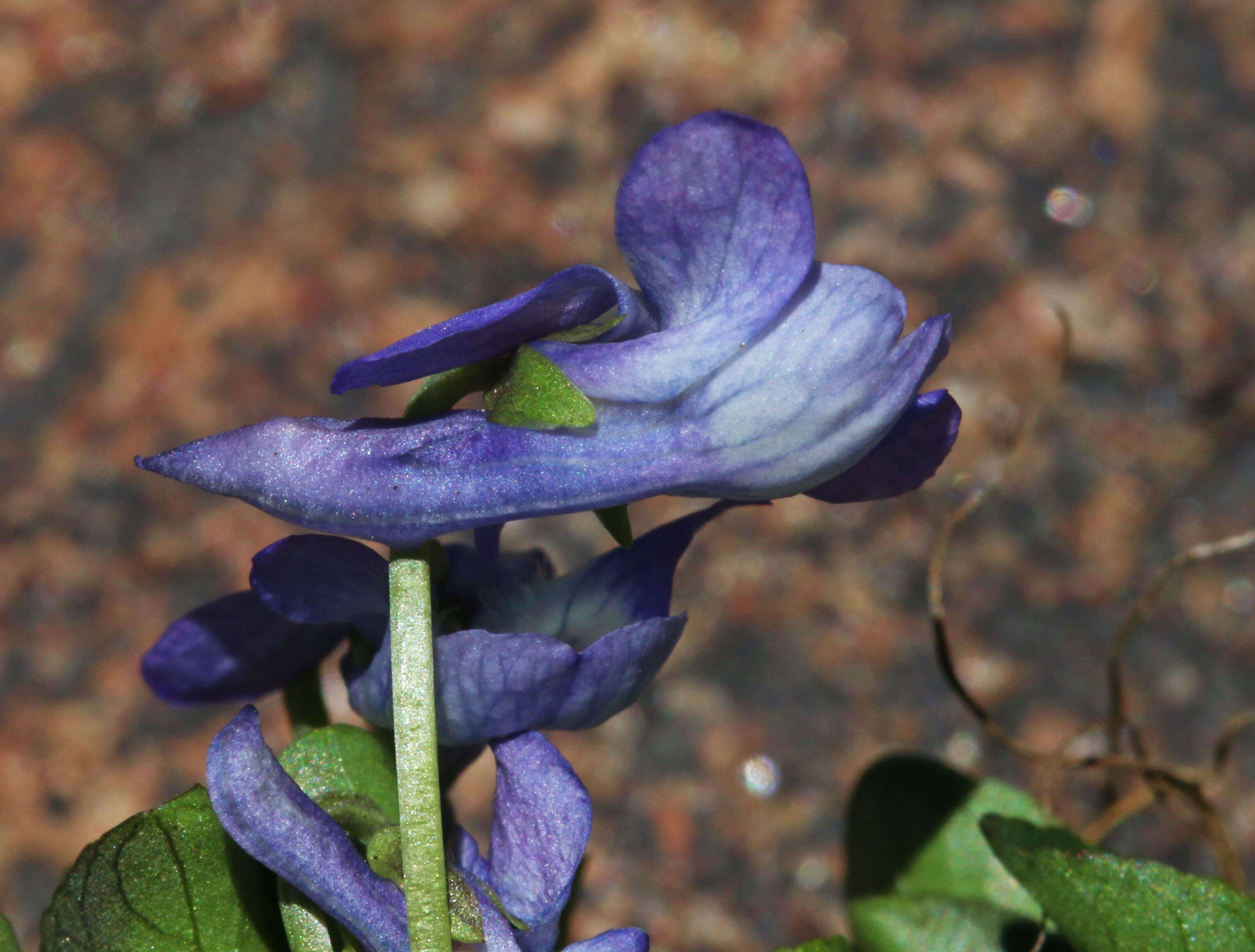 Image of Early Blue (Hook) Violet