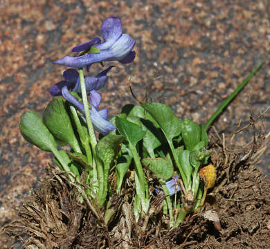 Image of Early Blue (Hook) Violet