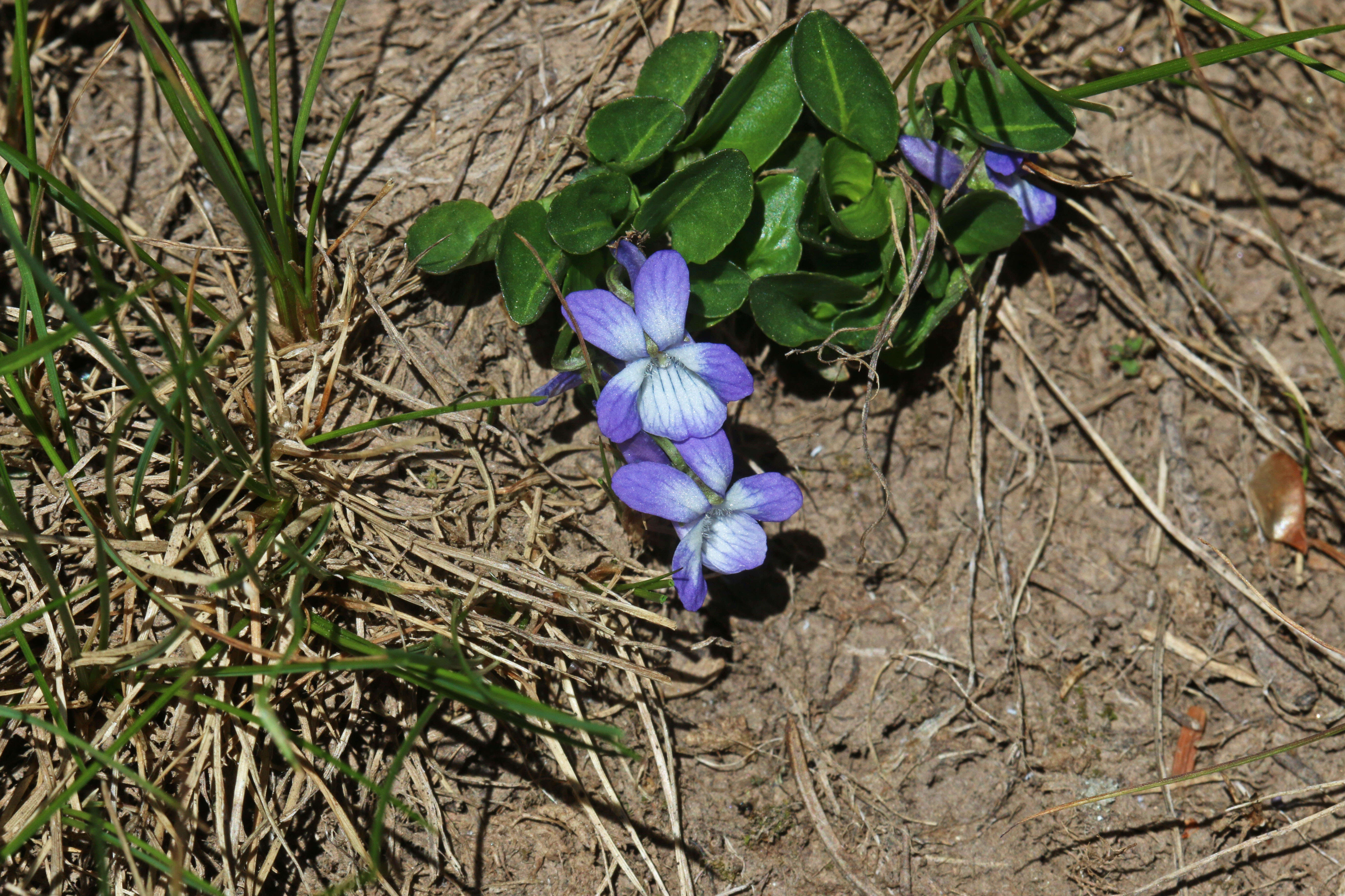 Image of Early Blue (Hook) Violet