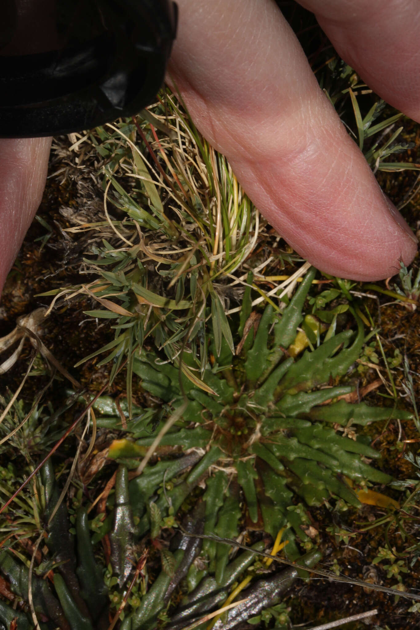 Imagem de Plantago tubulosa Decne.