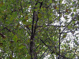 Image of Black Birch