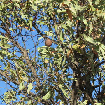 Image of Grevillea glauca Banks & Sol. ex Knight