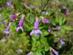 Plancia ëd Penstemon wilcoxii Rydb.