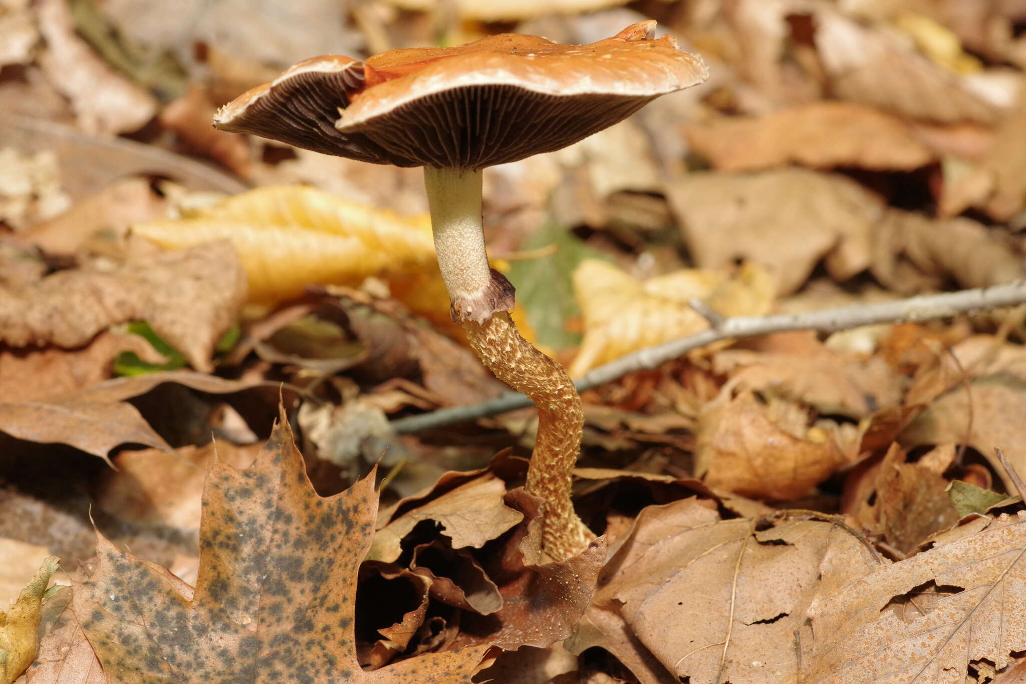 Image of Leratiomyces squamosus var. thraustus (Kalchbr.) Bridge & Spooner